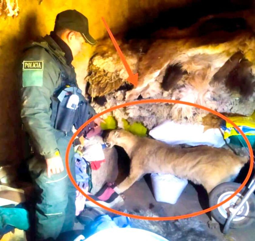 Traficante de fauna huye a Chile  tras masacre de vicuñas en Potosí
