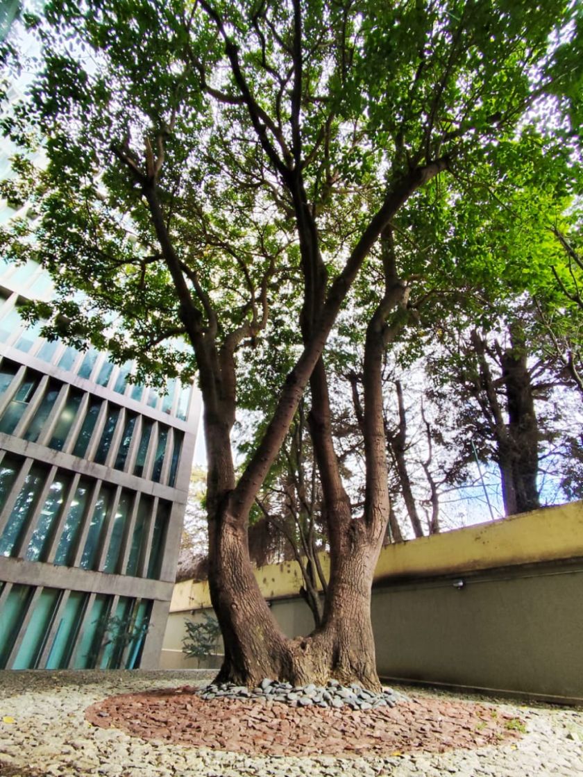 Banco Ecofuturo celebra el día mundial del árbol preservando un ceibo y dos jacarandás
