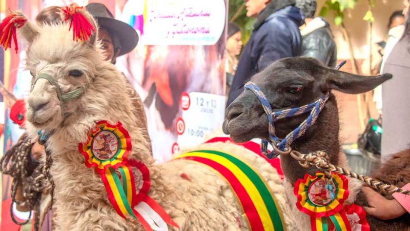 Potosí mostrará todo su potencial camélido en feria este fin de semana
