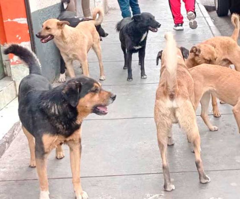 Jaurías de canes causan terror en zonas "rojas" 