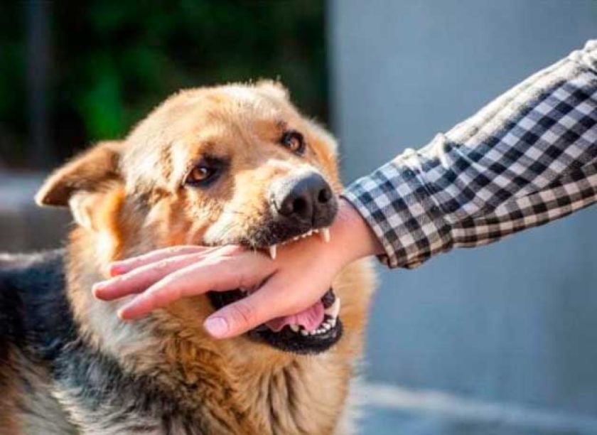 Potosí registra más de 1.054 personas expuestas a mordeduras de perros