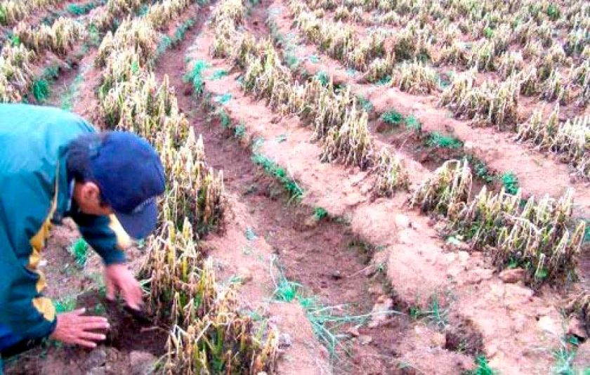 Reportan 403 mil familias damnificadas por heladas en el territorio nacional