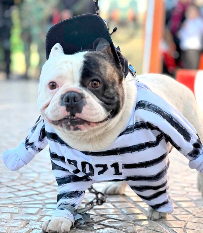 La Felcn cumple 38 años con un concurso canino