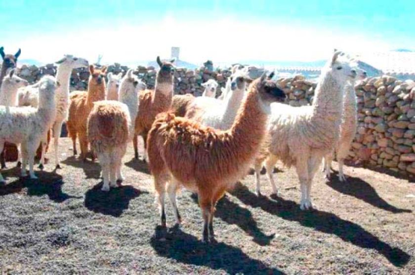 Desparasitan y dan vitaminas al ganado camélido debió al frío