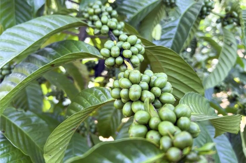Aranceles de Trump amenazan al café latinoamericano, con precios récord del grano en EE.UU.