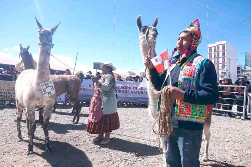 Potosí sigue en el segundo lugar en población camélida