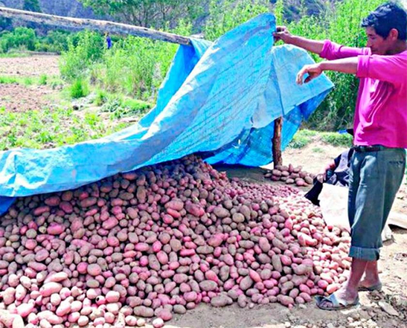 Se reduce en un 80% la importación de papa