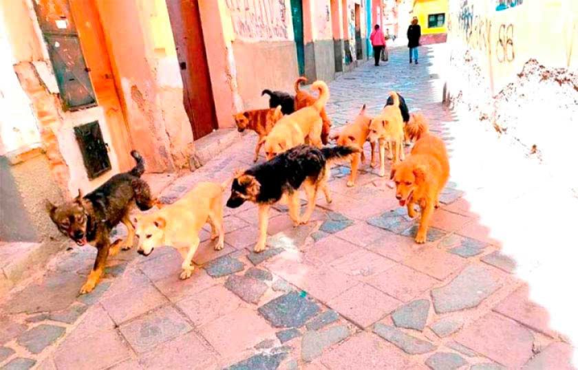 Potosí registra 1.253 personas que fueron mordidas por perros