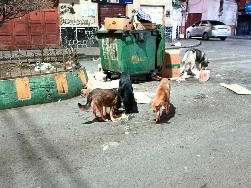 El 30 por ciento de los perros son abandonados en las calles  