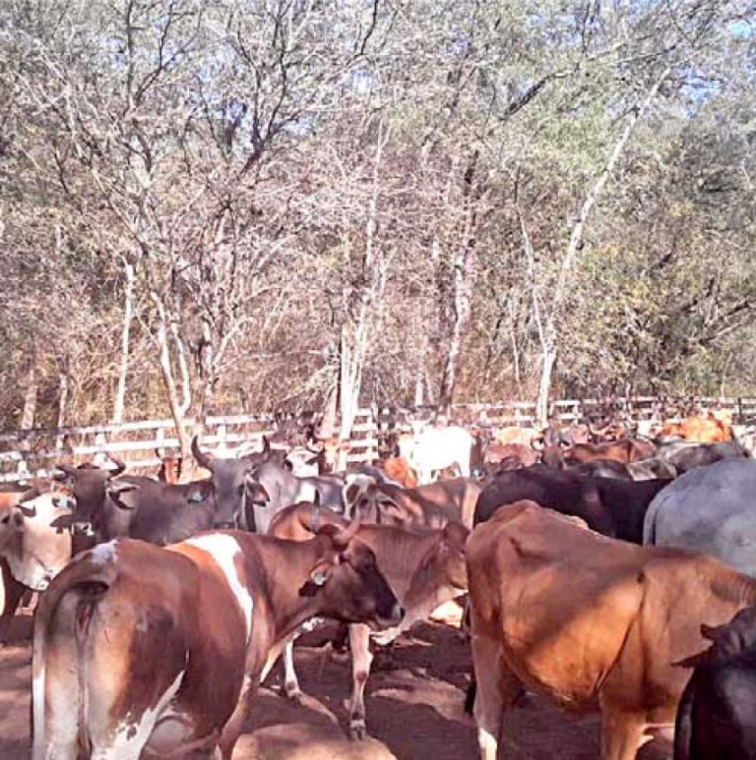Los ganaderos ven  difícil que baje el precio de la carne