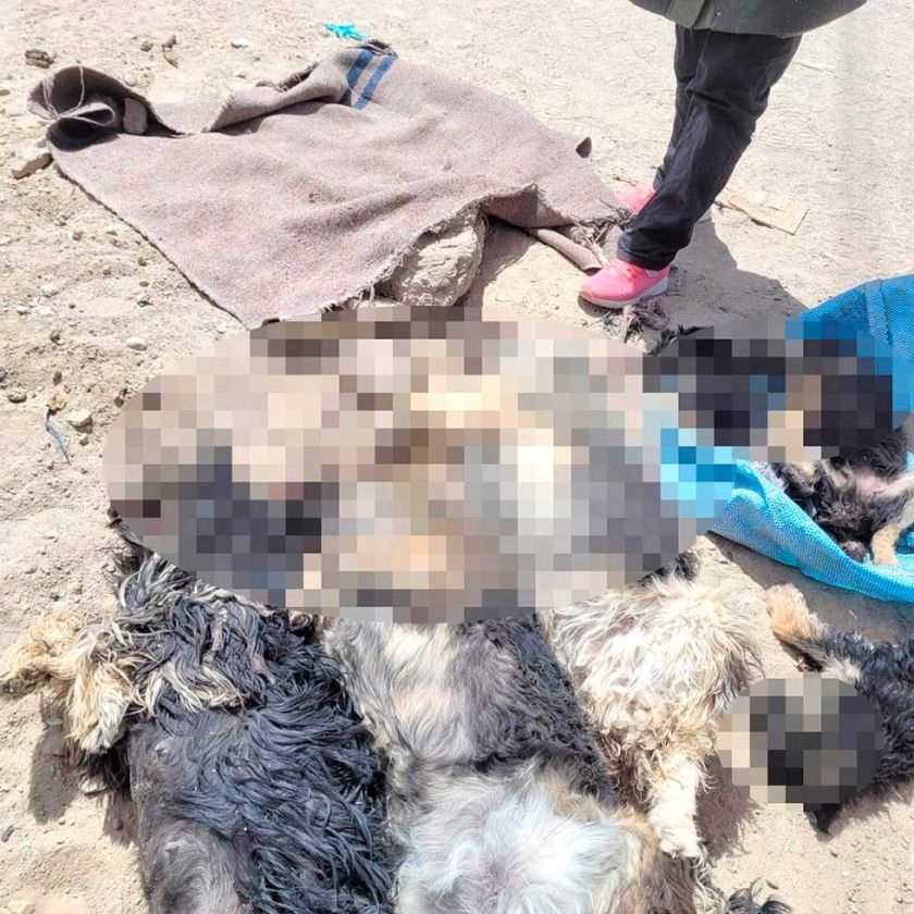 Seis perros, incluidos  dos cachorros, fueron  cruelmente asesinados