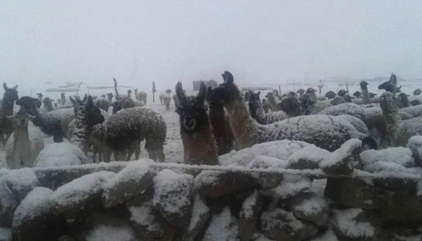 Gobierno anuncia que destina Bs 100 millones para atender emergencias por nevadas y heladas