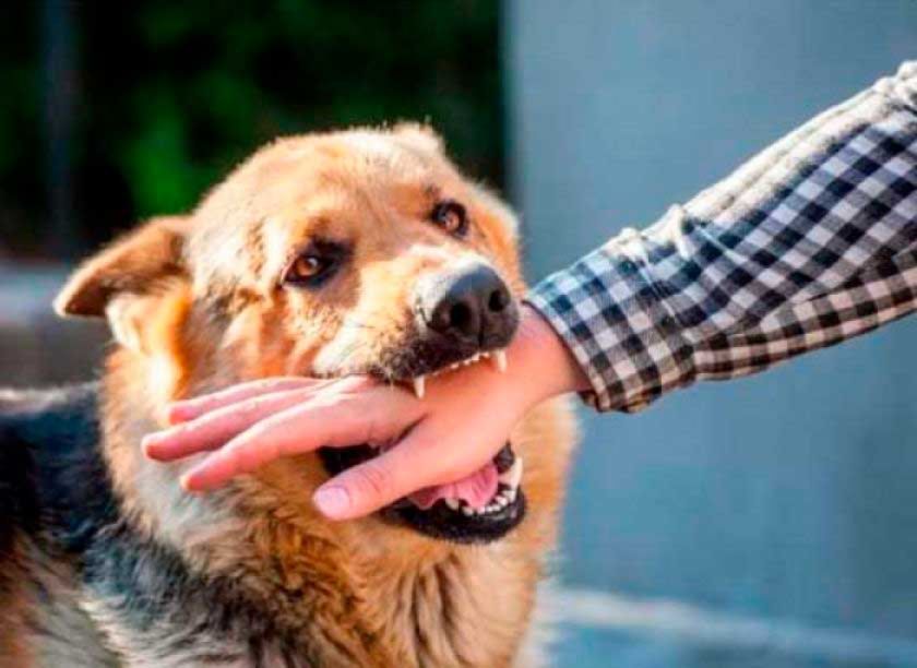 El Sedes-Potosí reporta 1.372 personas mordidas por perros