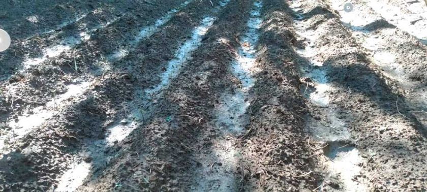 Primeras granizadas afectaron  cultivos de más de 80 familias