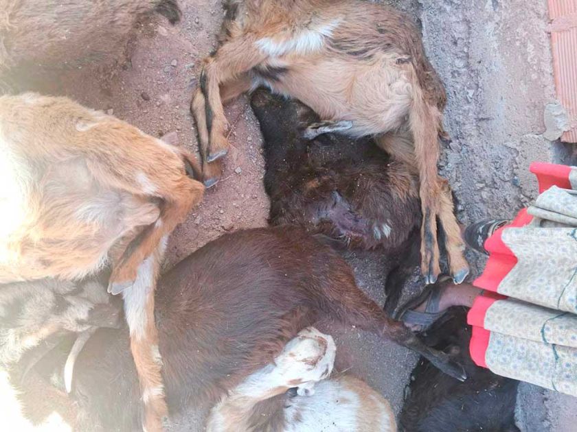 Felcc investiga biocidio masivo de cabras: hay 45 víctimas en el municipio de Tupiza