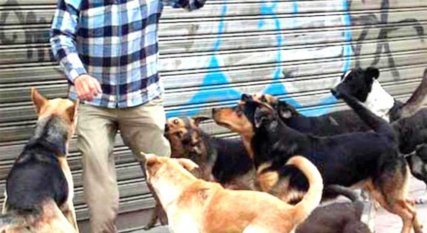 El Sedes-Potosí reporta 1.547 personas mordidas por perros