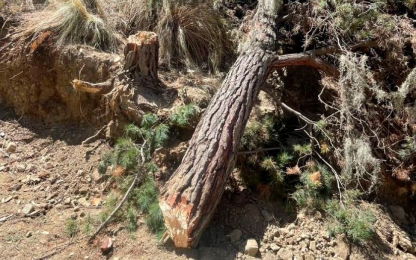 Alcaldía de La Paz denuncia movimiento de tierra y tala de árboles autorizados por Palca