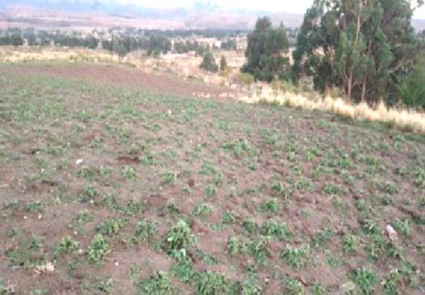 Granizada afecta la producción agrícola de 137 familias en Chaqui