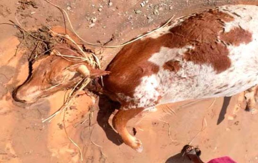 Reportan 205 familias afectadas por fenómenos climatológicos