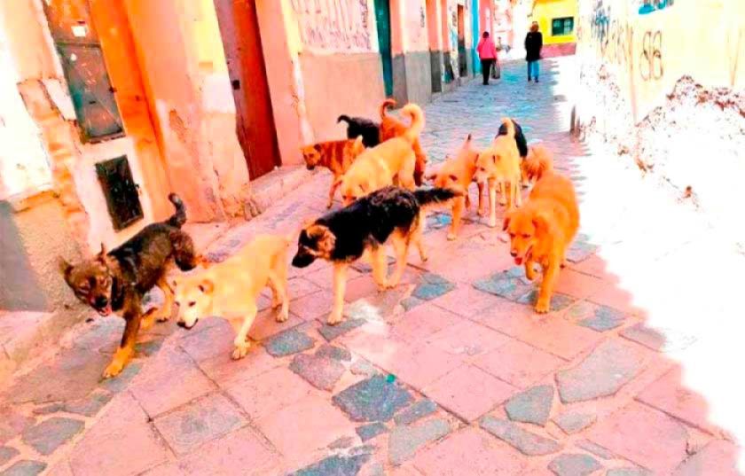 Zoonosis cumple esterilizaciones de animales en la ciudad de Potosí