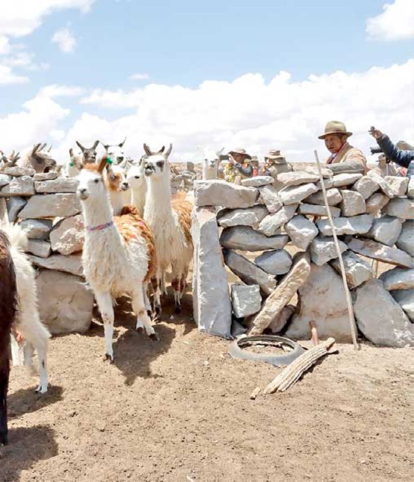 Carne de llama,  en proceso de envío a EE.UU.