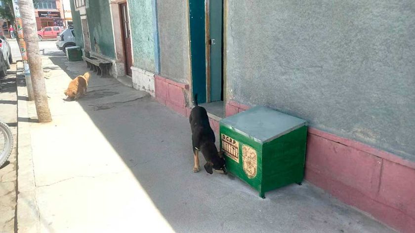 Internos del penal de Uyuni construyen casas para perros en situación de calle