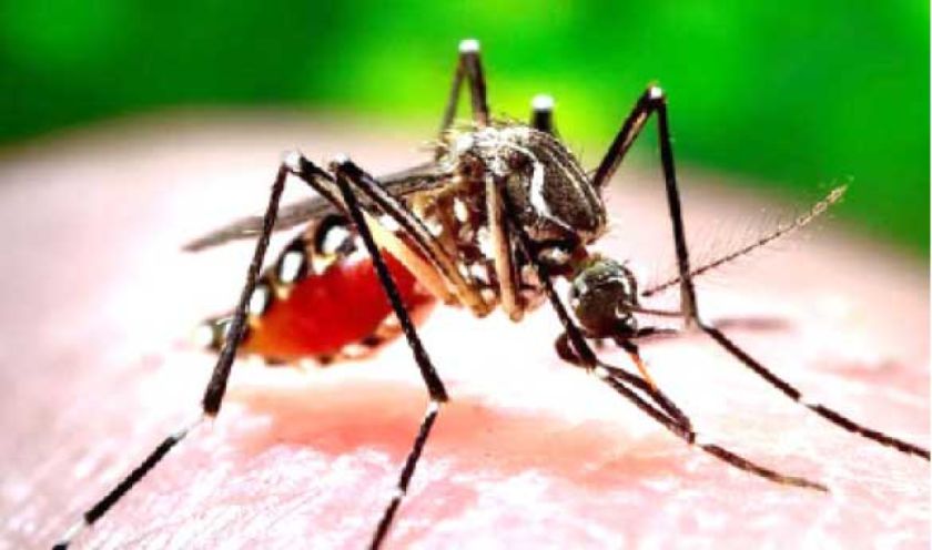 El Departamento de Potosí se mantiene sin casos de dengue