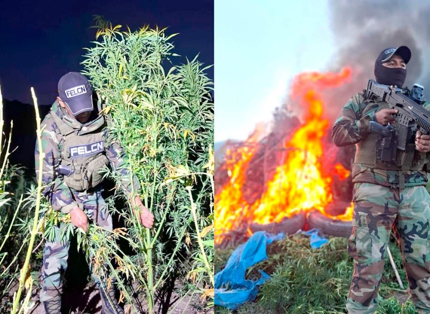 Felcn incinera más de  8 toneladas de droga en el norte potosino