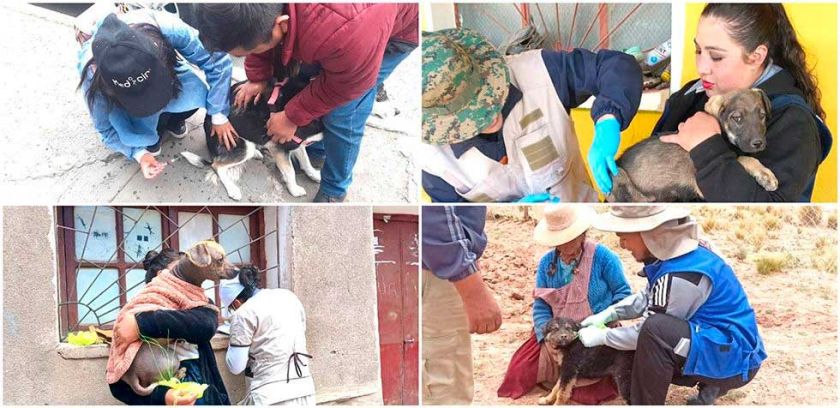 Más del 95 por ciento de perros fueron inmunizados por el Sedes