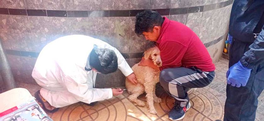 Campaña de vacunación contra la rabia continúa en provincia 