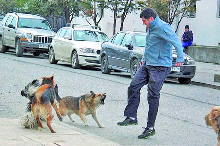 El Sedes Potosí reporta 1.973 personas mordidas por perros