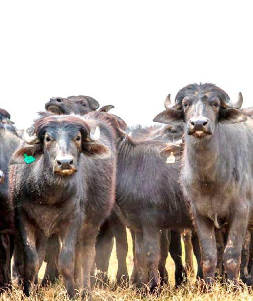 Inédita faena técnica de búfalos en Bolivia