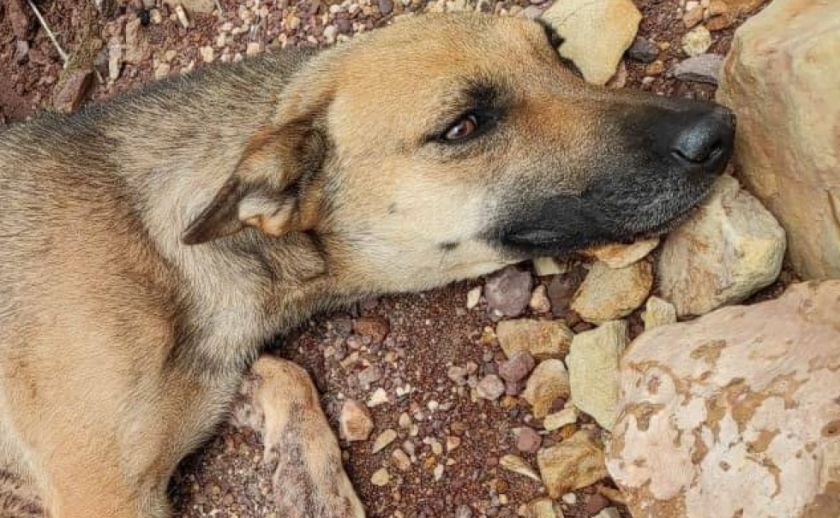 Rescatan a “Shakira”, una perrita que sufrió lesiones