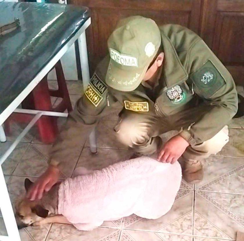 Un disparo estuvo a punto de apagarle la vida a perrita en Machacamarca