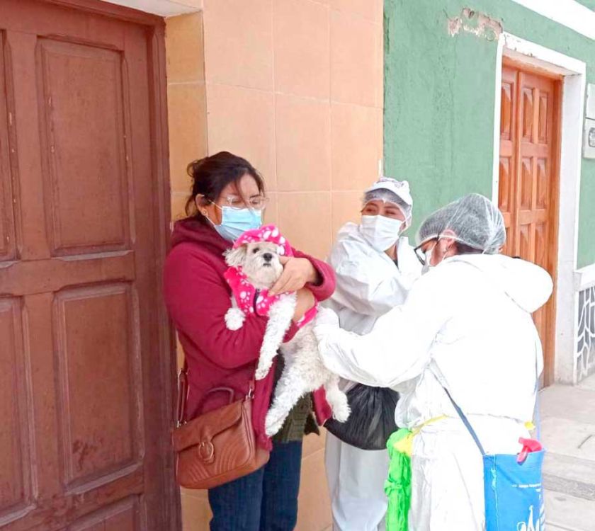 Se vacunó a más de 11 mil perros de menos de un año 
