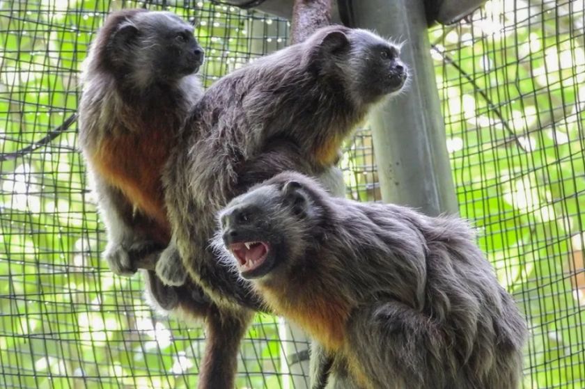 Cuatro monos titíes grises regresan a la libertad tras un proceso de rehabilitación en Colombia