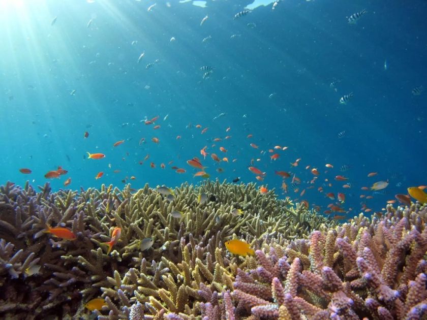 Alta Mar, el hábitat más grande del planeta, deja de ser territorio sin ley