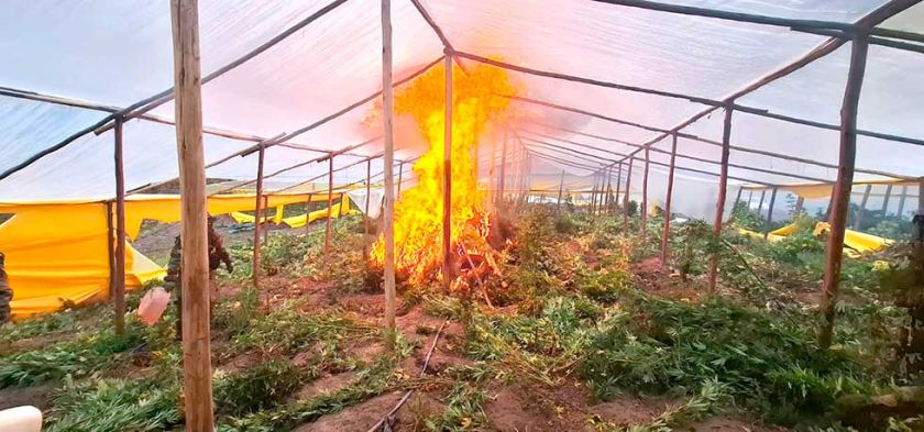 Felcn erradica 25 viveros  de marihuana en el norte  y causa golpe millonario