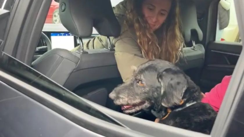 Boro el perrito que sobrevivió al accidente férreo en España fue rescatado por su familia
