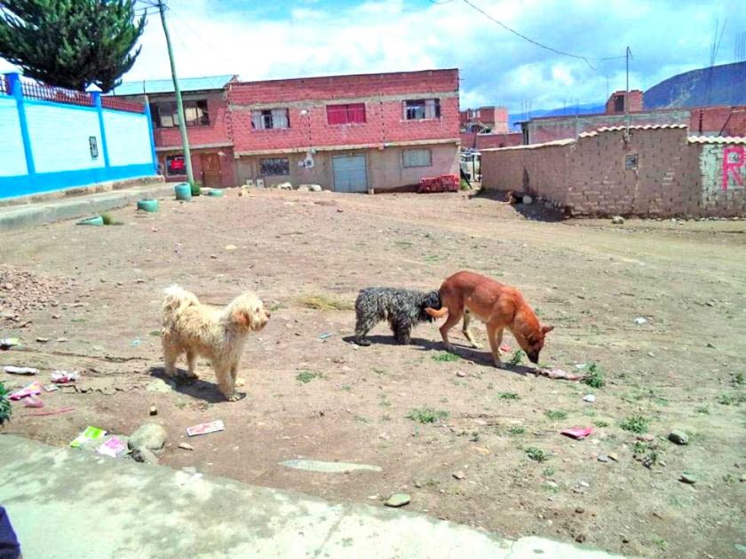 Zoonosis capacita a la gente sobre la tenencia responsable de sus mascotas