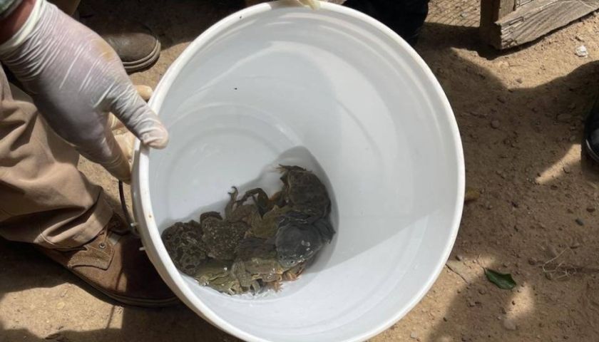Envían a la cárcel a dos mujeres por comercializar ranas en peligro de extinción