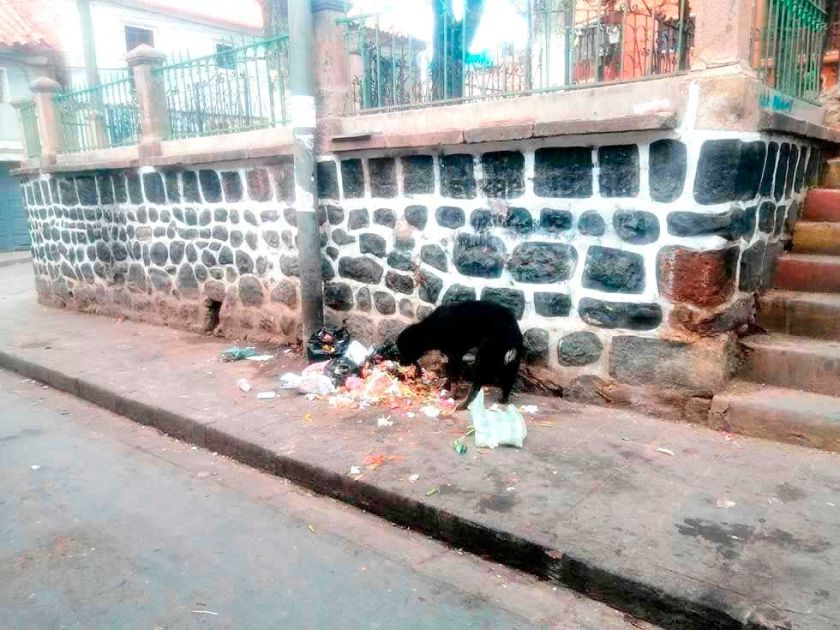 Detectan zona donde hay proliferación de perros