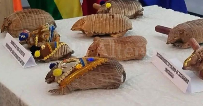 Decomisan nueve quirquinchos disecados y convertidos en matracas en Oruro