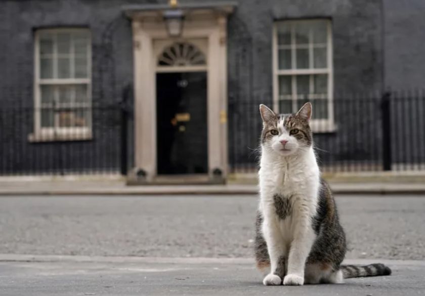 El gato Larry cumple 15  años viviendo en Downing Street