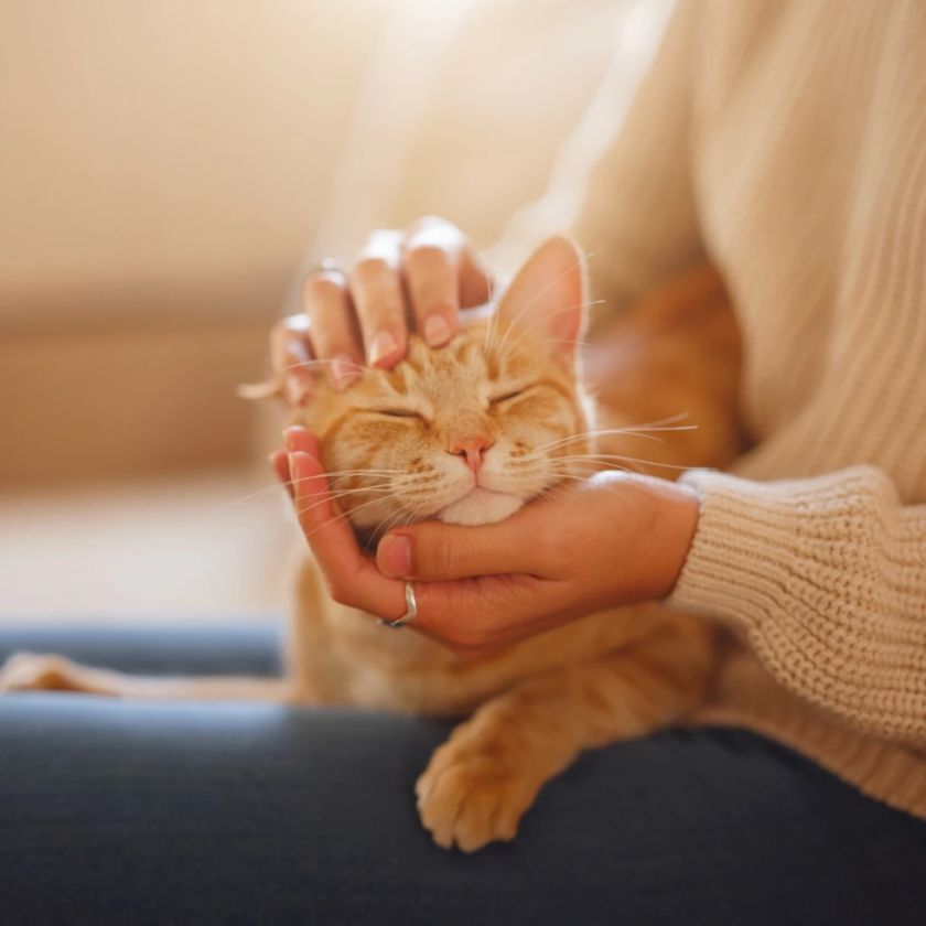 10 datos sobre gatos en su día