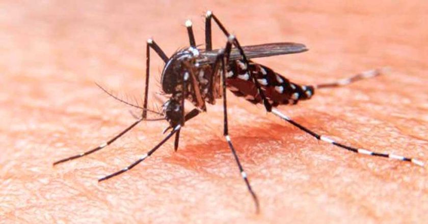 Alistan rastrillaje para detectar casos de dengue o chikungunya en Toro Toro