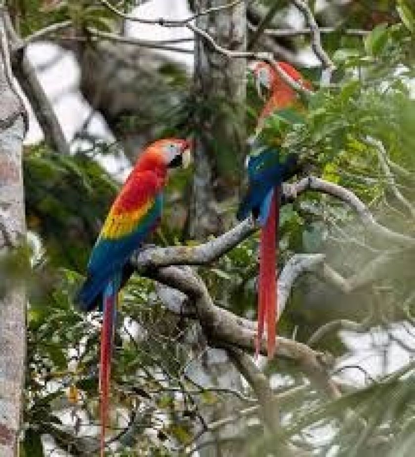 “Día Mundial de la Vida Silvestre” se celebrará cada 3 de marzo 