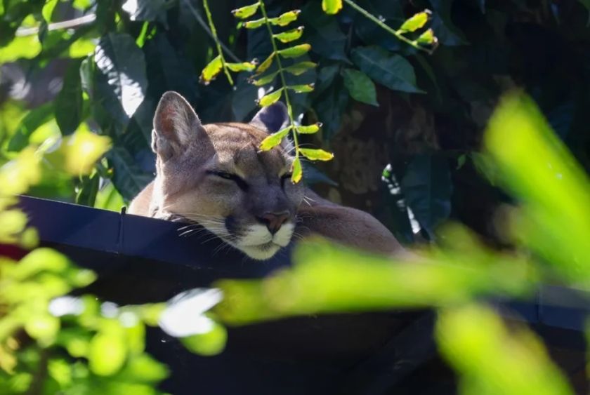Centro Wildlife informa sobre el estado de los animales silvestres rescatados en Costa Rica