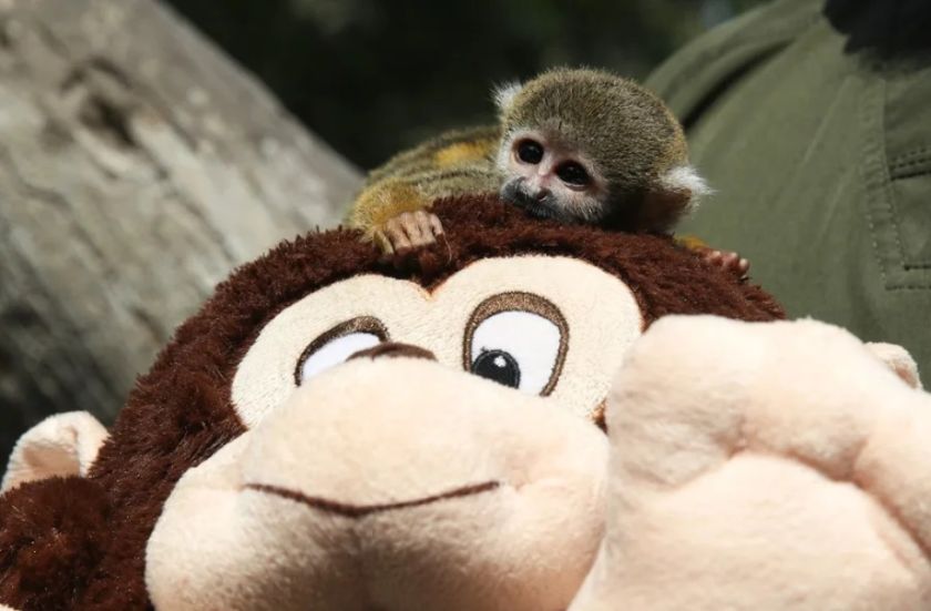Bautizan como el Punch peruano a mono rescatado del tráfico de animales en la Amazonía