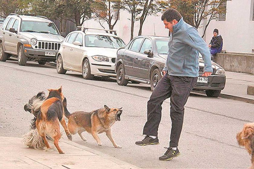 Reportan 345 personas mordidas por perros en lo que va la gestión